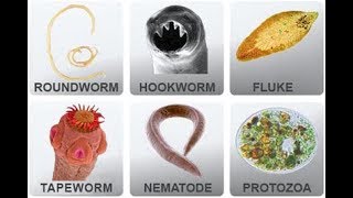 Microbiology of Parasites [upl. by Asiuqram723]