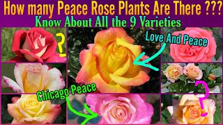 119  Know All About The 9 Varieties Of Peace Rose  Francis Meilland Peace Rose  Floral G [upl. by Hentrich252]