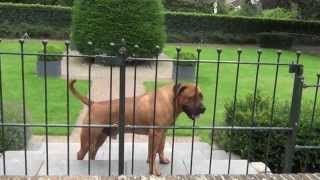 Boerboel  South African Mastiff 29 Months  Guard amp Protect [upl. by Wende448]