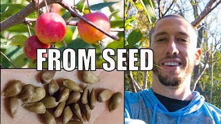 How To Grow An Apple Tree From SEED to FRUIT 🍎 In 3 YEARS [upl. by Kosey]