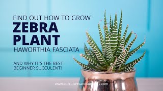 How to take care of Haworthia fasciata quotZebra Plantquot [upl. by Geibel]