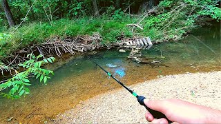 Action Packed Small Creek Fishing [upl. by Eidson]