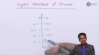 Cyclic Structure of Glucose  Biomolecules  Chemistry Class 12 [upl. by Tallbot]