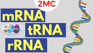 mRNA tRNA and rRNA function  Types of RNA [upl. by Trevethick]