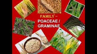 Family Poaceae  Common Plants [upl. by Ahsiekat309]