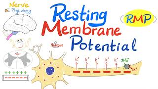 Resting Membrane Potential RMP  Nerve Physiology [upl. by Aivull]