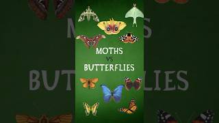 Moths vs Butterflies [upl. by Ggerc]