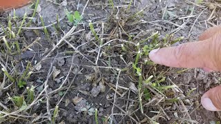 How to cut alfalfa for faster recovery [upl. by Bollen]