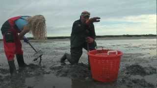 Digging Littlenecks on Duxbury Bay [upl. by Junieta436]