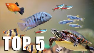 TOP 5 FISH for TURTLE TANKMATES [upl. by Monahon]