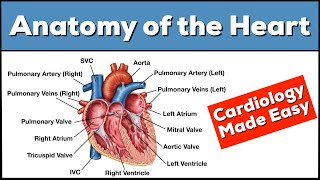 Path of Blood Flow through the Heart  Step by step through every chamber valve and major vessel [upl. by Christel]