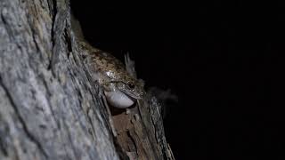 Northern Laughing Treefrog Litoria rothii [upl. by Noseaj289]