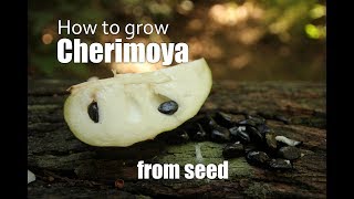 How to grow Cherimoya from seed Part 1 [upl. by Liek]