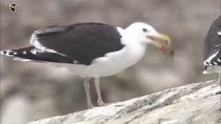 Great Blackbacked Gull eating a crab [upl. by Nick]