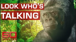 Koko the talking gorilla dies [upl. by Partan]