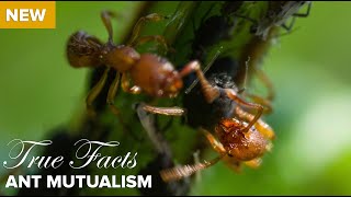 True Facts  Ant Mutualism [upl. by Samid]