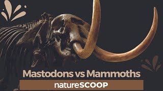 How to tell mastodons apart from mammoths [upl. by Henig928]