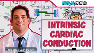 Cardiovascular  Electrophysiology  Intrinsic Cardiac Conduction System [upl. by Dierdre]