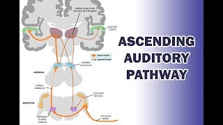 ASCENDING AUDITORY PATHWAY [upl. by Burger144]