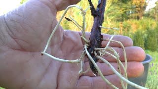 Bonsai Mammutbaum Metasequoia glyptostroboides Steckling [upl. by Lorain758]