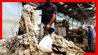 🧶🐑 Modern SHEEP FARMING Technologies  Wool Processing Factory  Sheep Shearing [upl. by Elyrrad256]