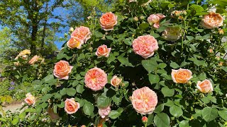 Full Garden Tour  MeillandKordesDavid Austin Roses [upl. by Daniell944]