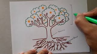 Cómo dibujar un árbol planta y sus partes  How to draw a tree plant and its parts [upl. by Rratsal590]