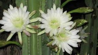 How to Grow the Night Blooming Cactus  Cereus CACTUS [upl. by Erolyat]