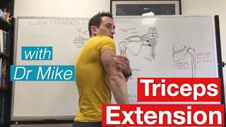 Triceps Workout  Functional Anatomy [upl. by Alien187]