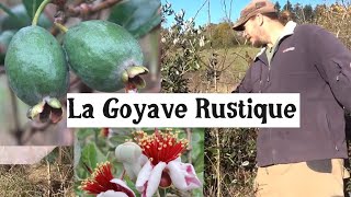 Cultiver la Goyave Rustique [upl. by Redneval]