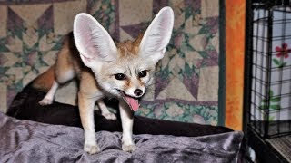 Fennec Fox Screams For 1 Minute Straight [upl. by Schear]