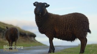 How the Worlds Softest Wool is Made [upl. by Neelyaj]