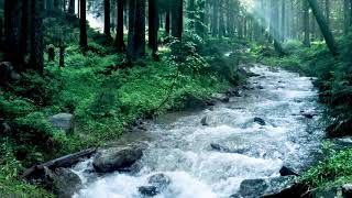 Beautiful Mountain River Flowing Sound Forest River Relaxing Nature Sounds Sleep Relax 10 hours [upl. by Fishback754]