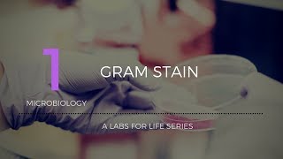 Gram Stain [upl. by Lleznov604]