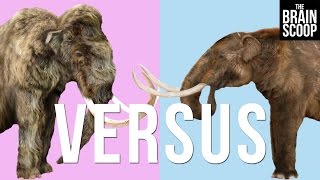 Mammoths vs Mastodons Can we deextinct them both [upl. by Naerad31]