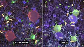 GENUS Research on sensory stimulation to combat Alzheimers disease [upl. by Sylado]