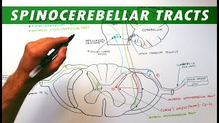 Spinocerebellar tracts  Neuroanatomy Tutorial  Ascending pathways [upl. by Clabo]