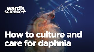 Caring and Culturing for Daphnia [upl. by Elleved]