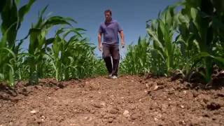 maize production under drip irrigation [upl. by Cash59]