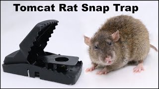 The Tomcat Rat Snap Trap amp A Bobcat Mousetrap Monday [upl. by Inohs579]