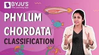 Phylum Chordata Classification Urochordata Cephalochordata and Vertebrata [upl. by Anirbys]