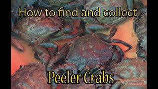 How to collect Peeler Crab [upl. by Conal776]