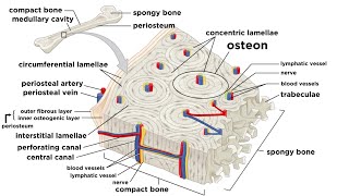 Bones Structure and Types [upl. by Ihdin]