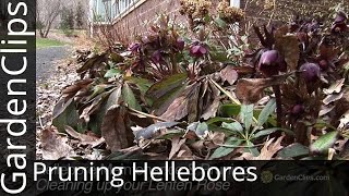 Pruning Hellebores  Cleaning up your Lenten Rose in the Spring  How to prune Hellebores [upl. by Eidnim524]