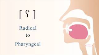 ʕ  voiced radical pharyngeal non sibilant fricative [upl. by Anan]