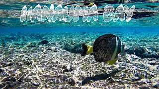 Unbelievable Snorkeling at Hanauma Bay Oahu Hawaii [upl. by Haroldson]