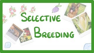 GCSE Biology  Selective Breeding 77 [upl. by Nidya]