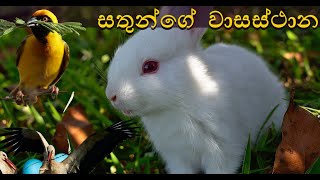 4 ශ්‍රේණිය  පරිසරය සතුන්ගේ විවිධ වාසස්ථාන  Grade 4 Parisaraya  sathunge waasasthana [upl. by Delphina306]