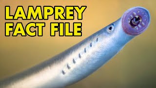 Lamprey Fact File British Wildlife Facts [upl. by Zoller216]