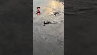 Dog vs duckWaterfowl [upl. by Nagem130]